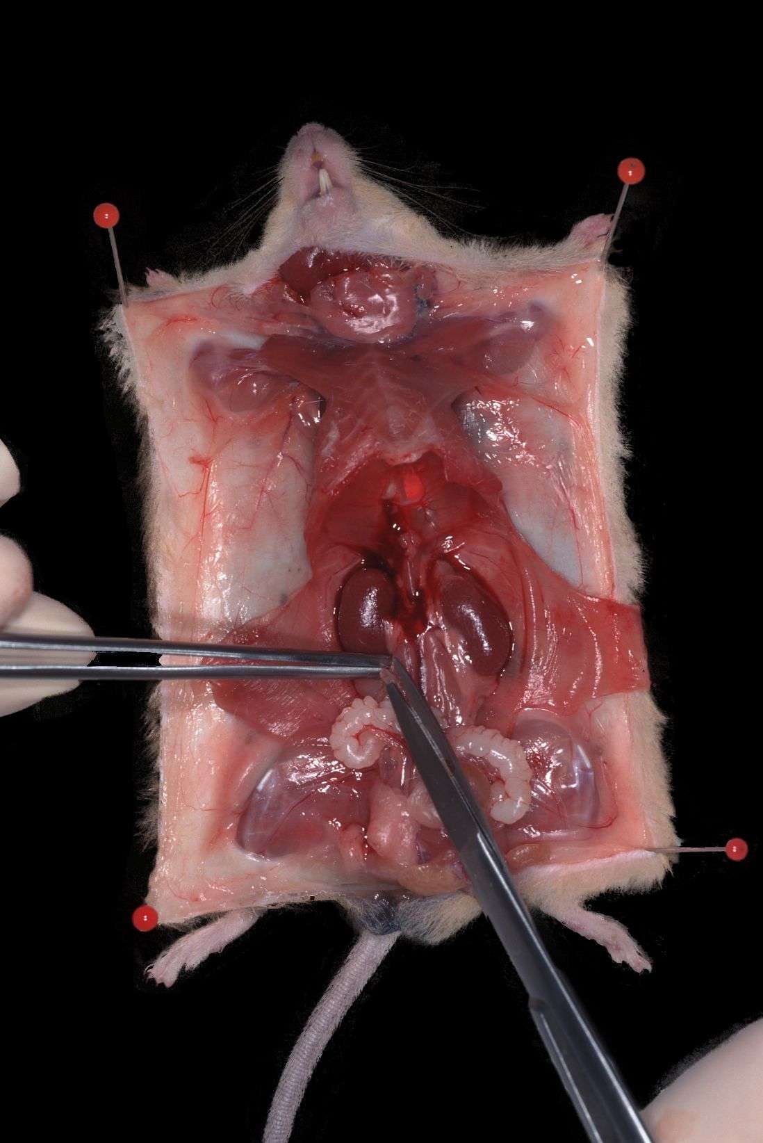 Rat Kidney Anatomy